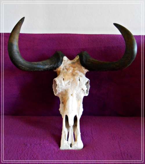 Large Black Wildebeest Horns with Skull - In Excellent Condition - WILD DECOR PIECE *****
