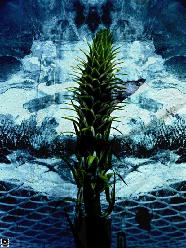Abstract Photography - Title: Botanical Erotica 1/1 by Ras Steyn [MFA] - Extra Strong Mounted Canvas