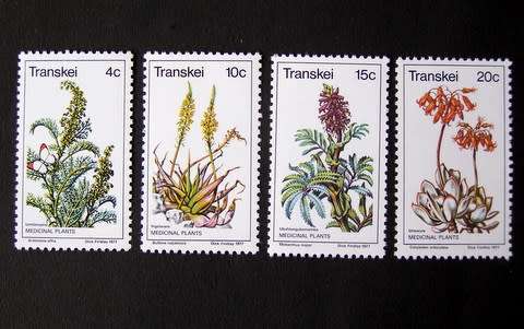 TRANSKEI Mint Set - Medicinal Plants 1977