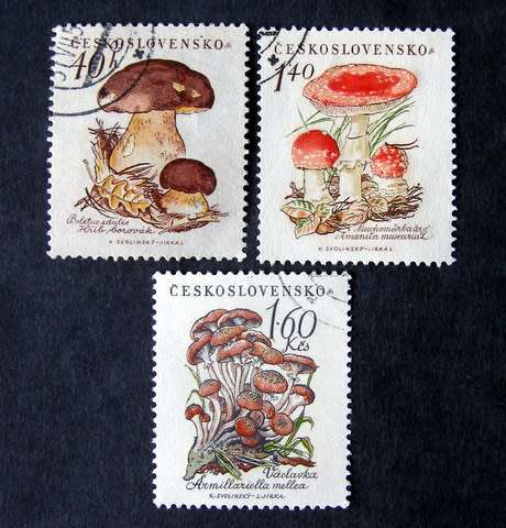 CZECHOSLOVAKIA - Mushrooms 1958