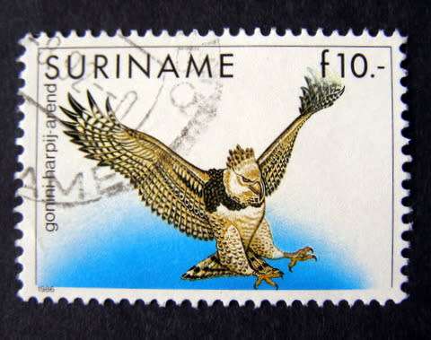 SURINAM - Birds: Harpy Eagle 1985