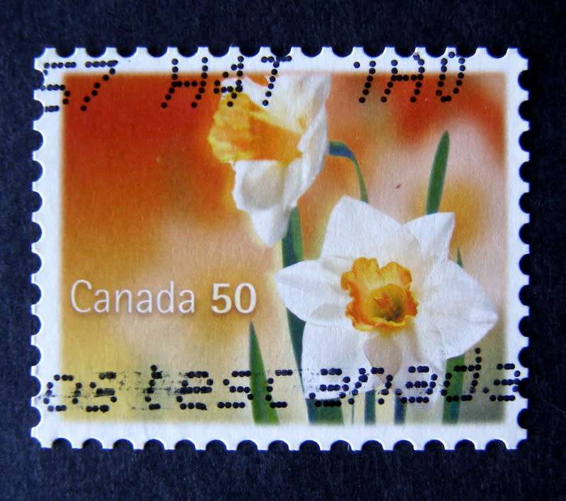 CANADA - Daffodils 2005 //Flowers