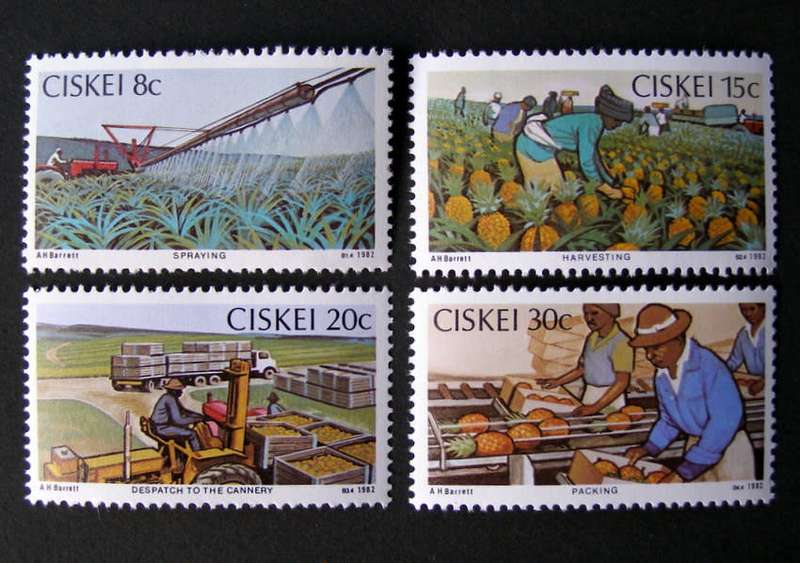 CISKEI Mint Set - Pineapple Industry 1982