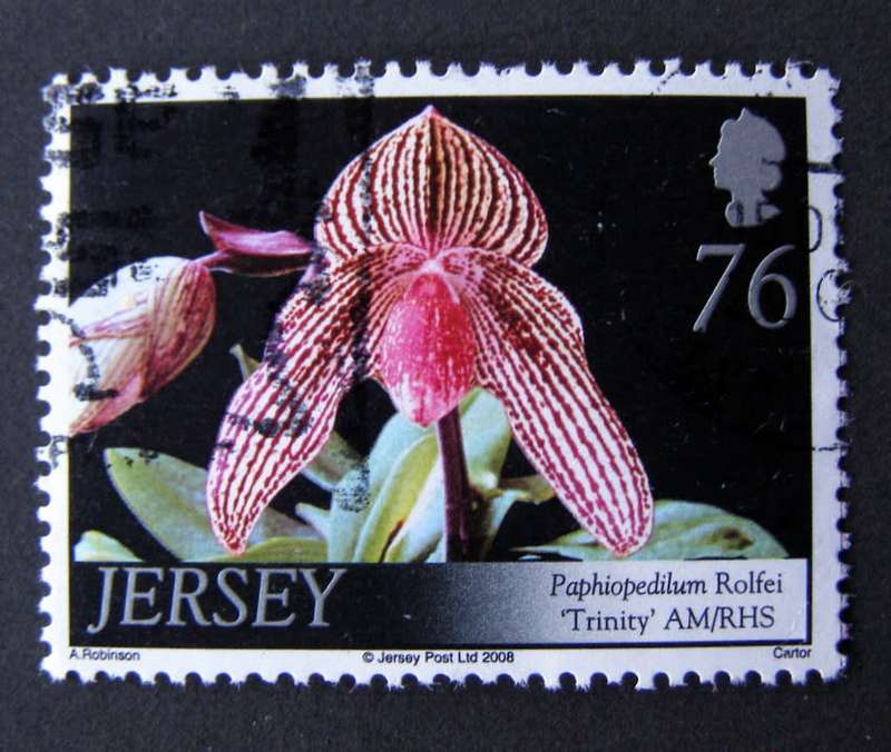 JERSEY - Orchids 2008 //Flowers