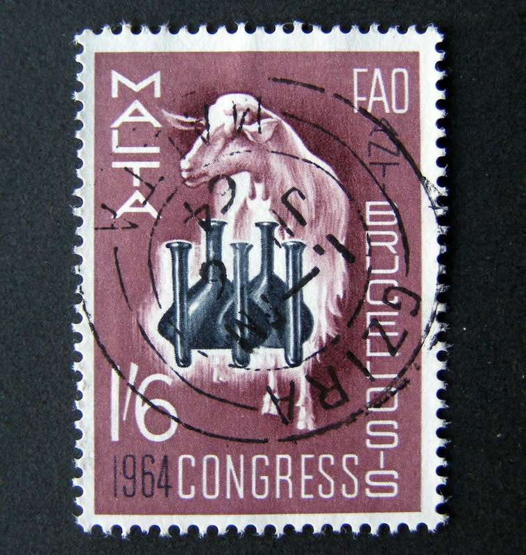 MALTA - Anti-brucellosis Conference 1964