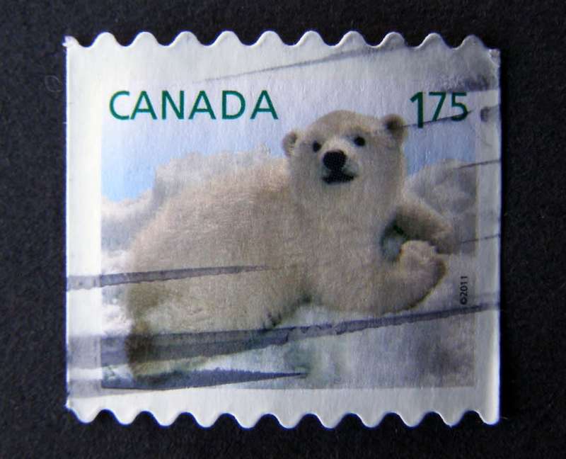 CANADA - Young Wildlife 2011 //Animals