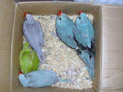 FIVE HAND REARED RINGNECK BABYS