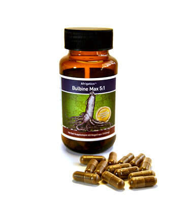 Bulbine natalensis (Testosterone Stimulant ) SIX FOR PRICE OF 5.