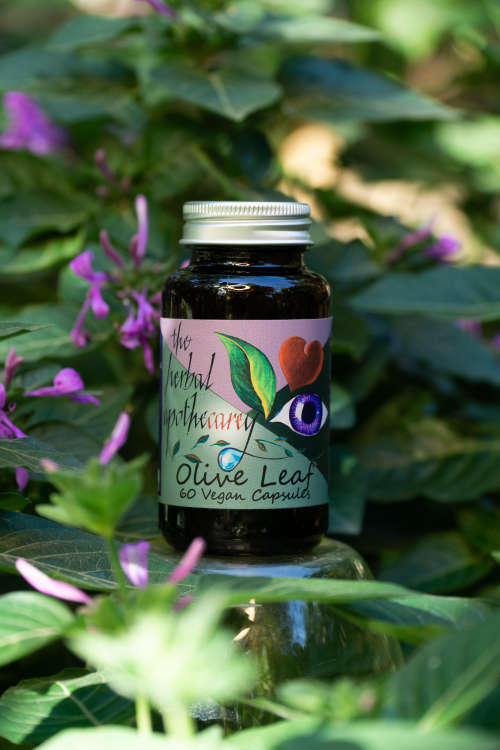 Olive Leaf -  The Ancient Herb with Powerful Health Benefits