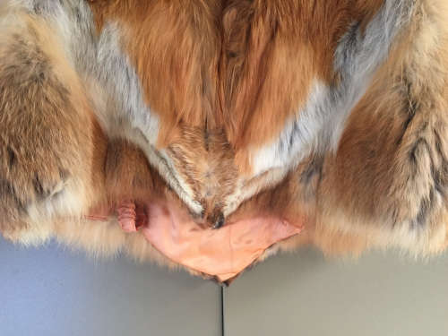 Vintage haute couture fox stole