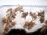 Feeder Crickets For Sale