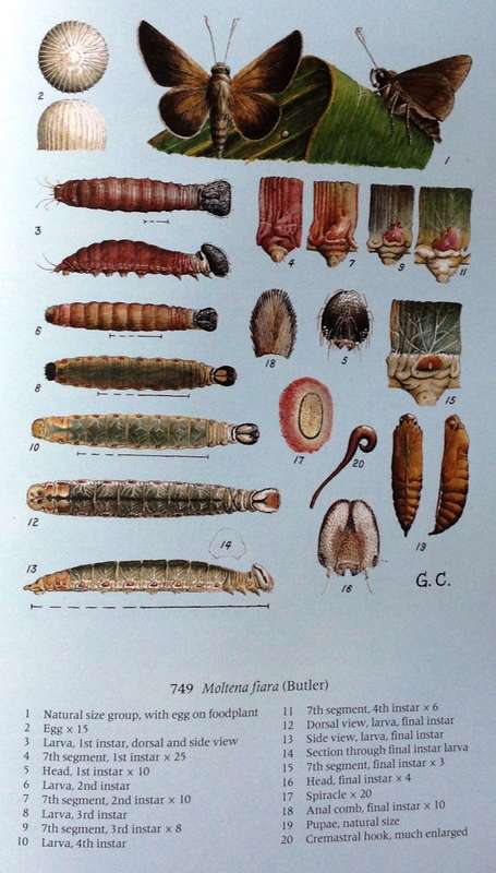 Pennington`s Butterflies of Southern Africa - C G C Dickson and D M Kroon