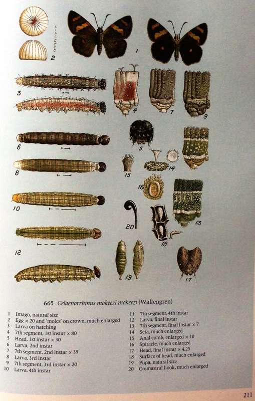 Pennington`s Butterflies of Southern Africa - C G C Dickson and D M Kroon