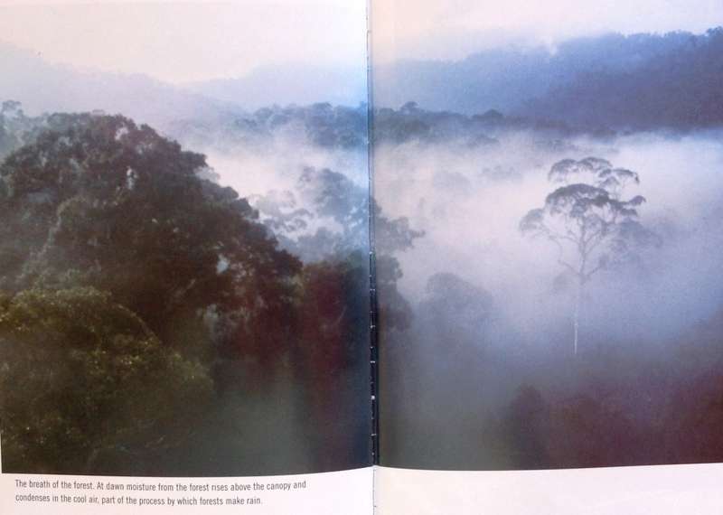 Charlotte Uhlenbroek - JUNGLE - A Journey to the Heart of the Rain Forest - Signed