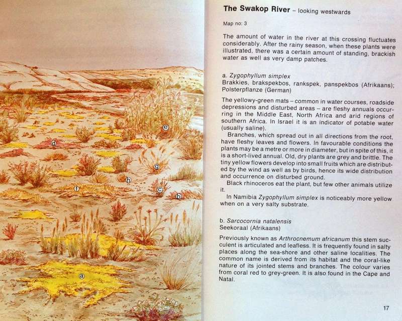 NAMIB FLORA - Swakopmund to the Giant Welwitschia via Goanikontes - P Craven and C Marais