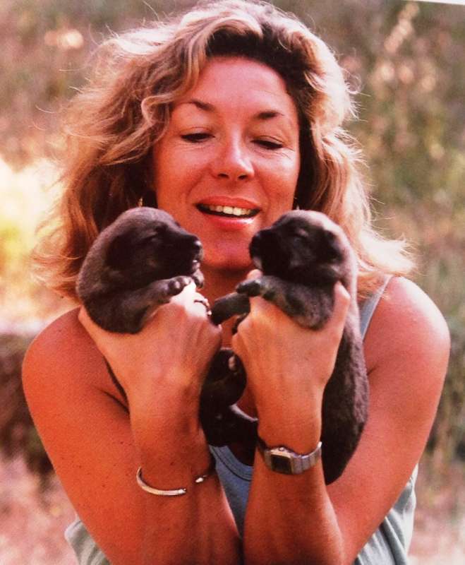 The Illustrated Olive Farm - Carol Drinkwater - Hardcover