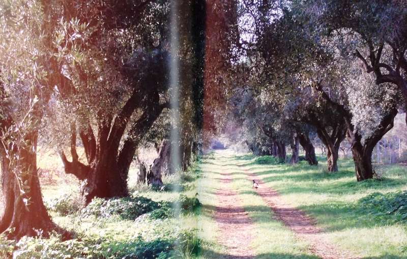 The Illustrated Olive Farm - Carol Drinkwater - Hardcover