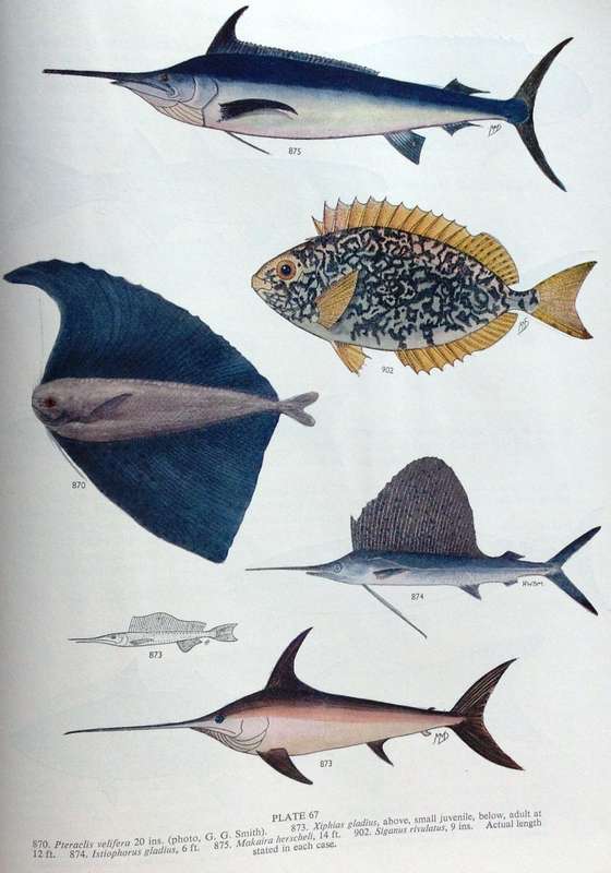 Smith`s Sea Fishes - Professor J L B Smith - Hardcover