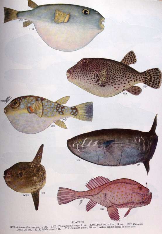 Smith`s Sea Fishes - Professor J L B Smith - Hardcover