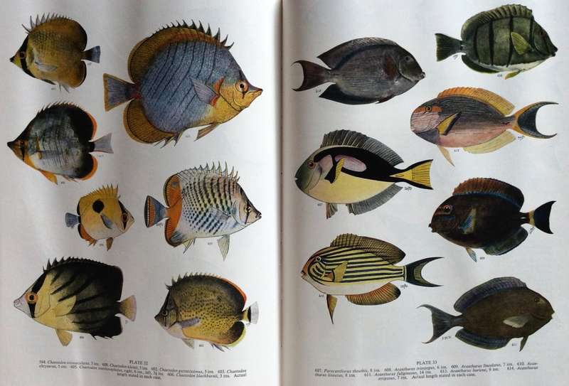 Smith`s Sea Fishes - Professor J L B Smith - Hardcover
