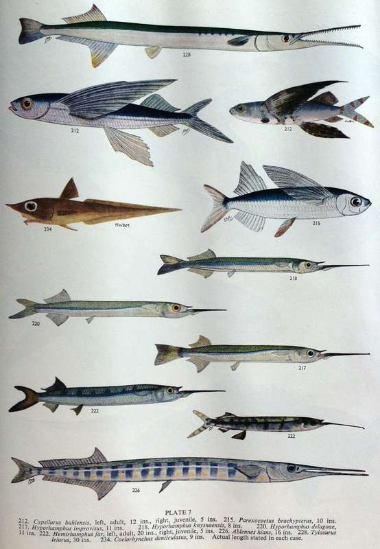 Smith`s Sea Fishes - Professor J L B Smith - Hardcover