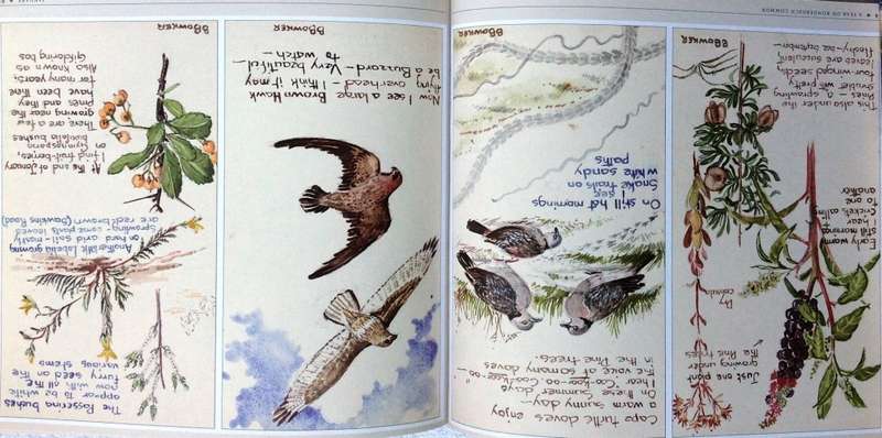 Rondebosch Common - The Friends of Rondebosch Common - Betty Dwight - book signed by Author