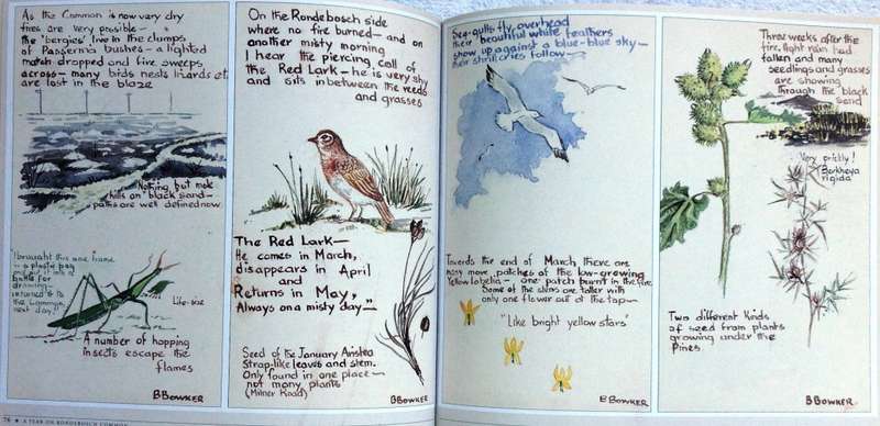 Rondebosch Common - The Friends of Rondebosch Common - Betty Dwight - book signed by Author