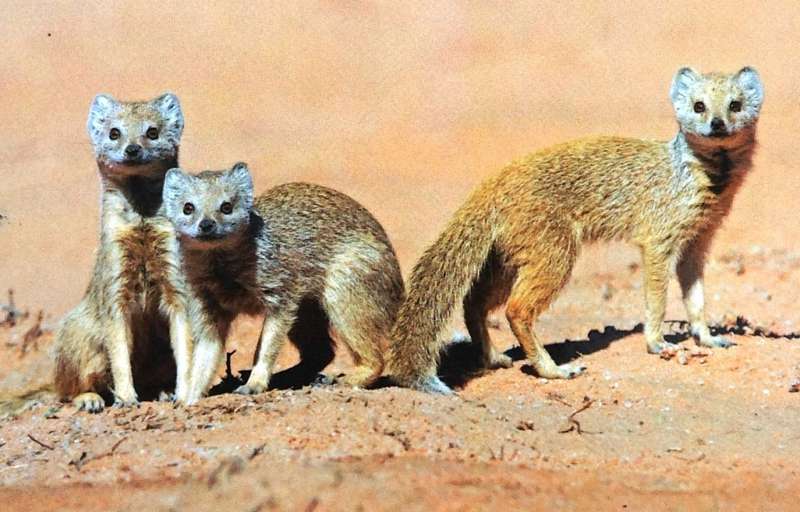 Mad Dogs and Meerkats - A History of Resurgent Rabies in Southern Africa - Karen Brown