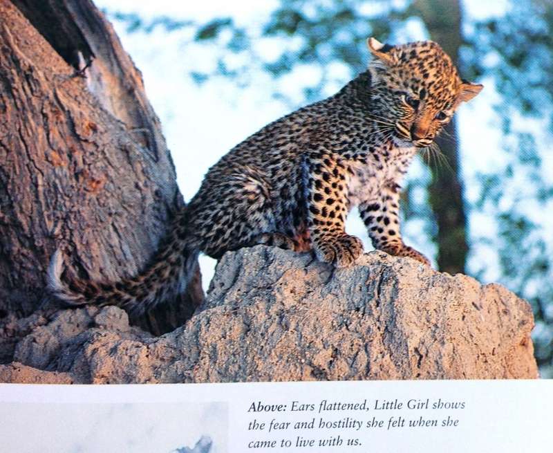 The way of the Leopard - Gillian van Houten - Book signed by Author