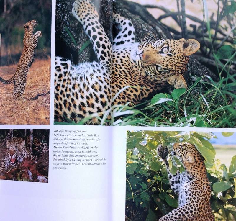 The way of the Leopard - Gillian van Houten - Book signed by Author