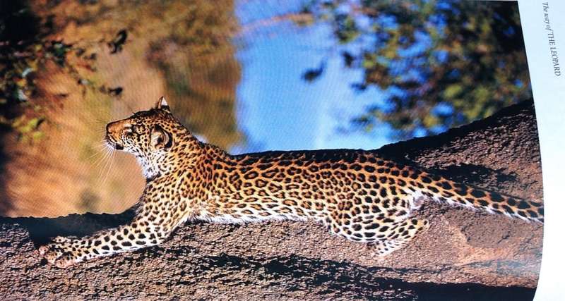 The way of the Leopard - Gillian van Houten - Book signed by Author