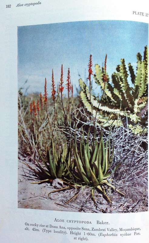 The Aloes of Tropical Africa and Madagascar - Dr G W Reynolds - Hardcover - Signed by Author