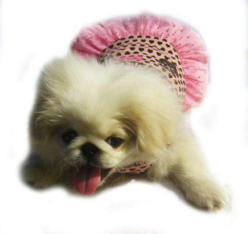 Dog's Life Clothing:Spaghetti Top and Detachable Tutu Dress Pink Size M