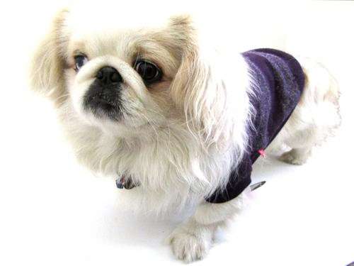 Dog's Life Wooly Pully 2 Purple (3XL) PRICE R256