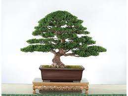 Bonsai in a Bag (Acacia Tortillis- Umbrella  Thorn)