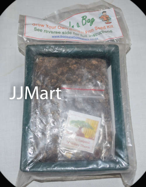 Bonsai in a bag Monkey Thorn