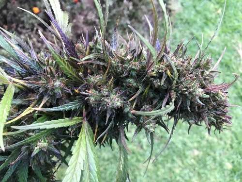 Cannabis Indica Seeds