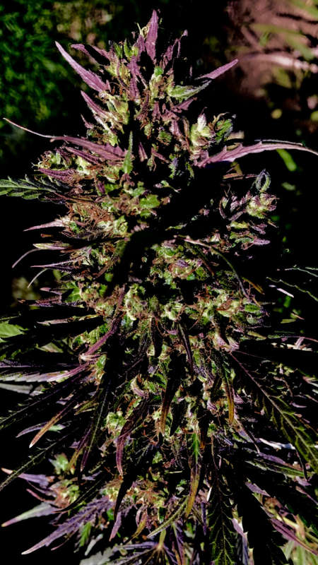 Cannabis Indica Seeds
