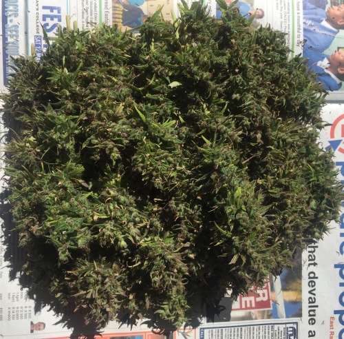 Cannabis Indica Seeds