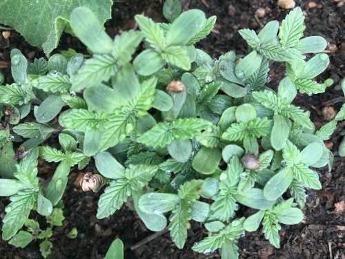 Cannabis Indica Seeds