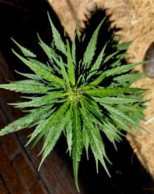 Cannabis Indica Seeds