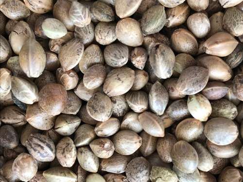 Cannabis Indica Seeds