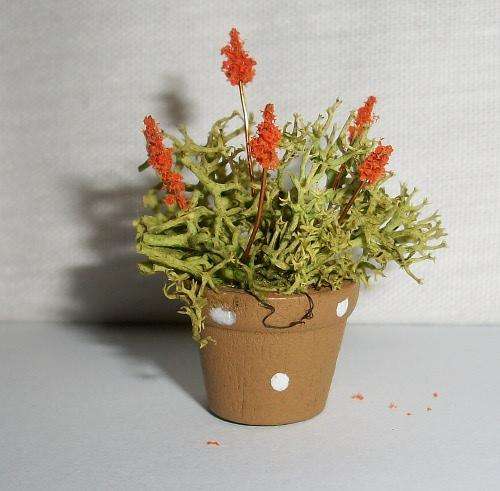 Miniature pot plant, Orange blossoms.