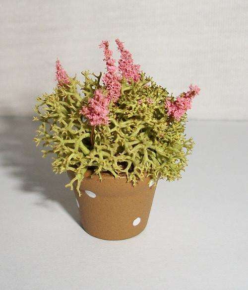 Miniature pot plant, Pink blossoms.