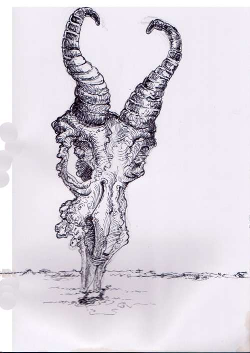 Antelope Skull
