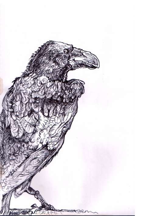 Raven