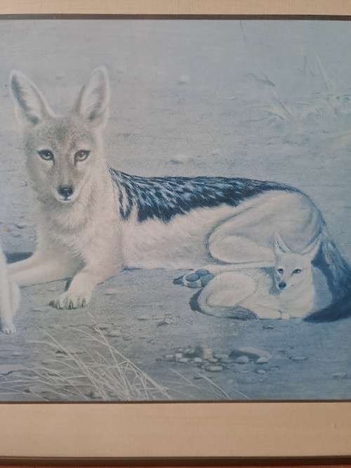 Black backed Jackal print by Vic Andrews