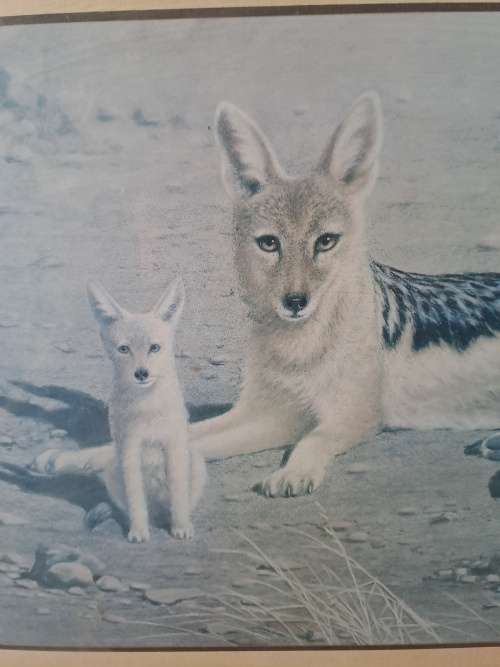 Black backed Jackal print by Vic Andrews