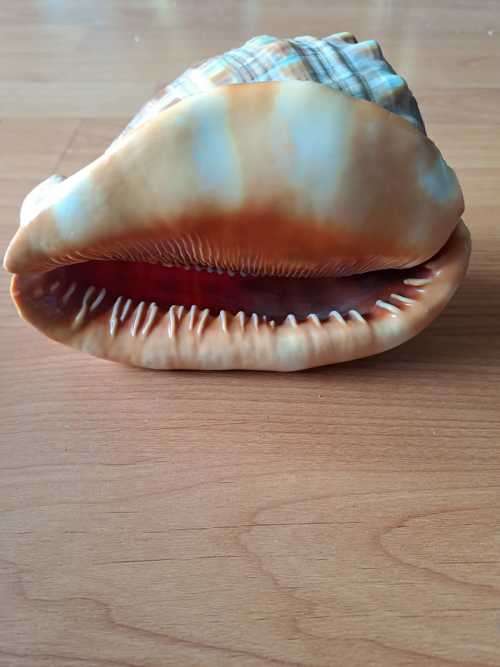 Rufa Bull Mouth Shell