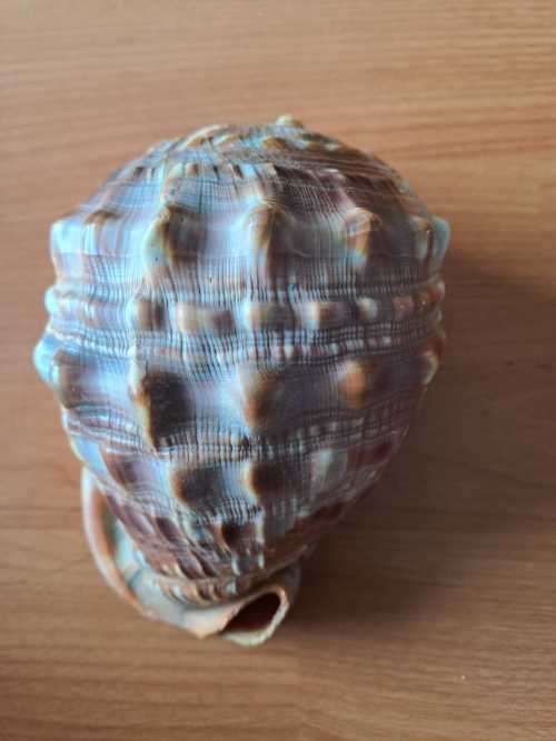 Rufa Bull Mouth Shell